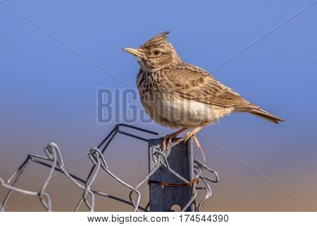 Crested Lark  On Metal Fence