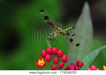 Yellow Dragon Fly Resting on Milkweed Flowers