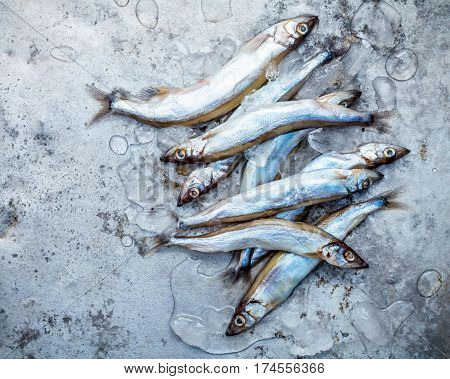 Fresh Catch Shishamo Fish Fully Eggs Flat Lay On Shabby Metal Background. Shishamo Fish Is Popular F