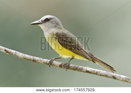 Tropical Kingbird (tyrannus Melancholicus) Perched On A Branch - Gamboa, Panama