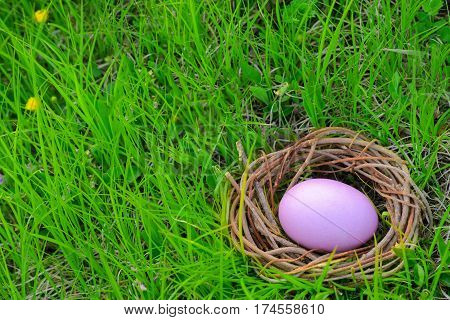 Clolorful easter eggs in nest on grass