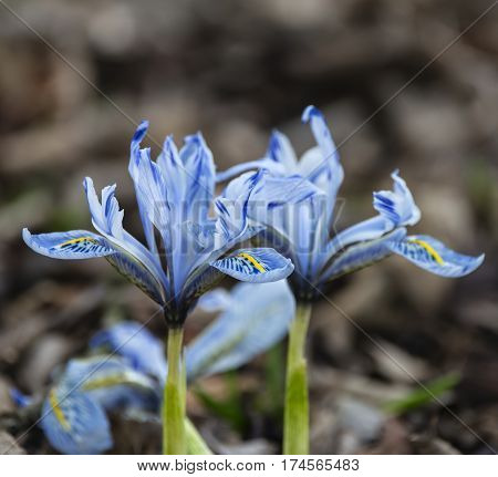 Beautiful Iris Reticulata Eyecatcher Flower In Full Bloom In Spring
