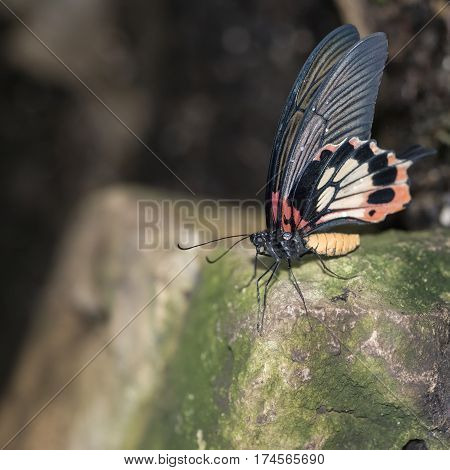Beautiful Common Mormon Papilio Polytes Butterfly In Rose Mimicry Mode