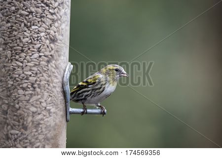 Beautiful Yellowhammer Emberiza Citrinella On Garden Bird Feeder