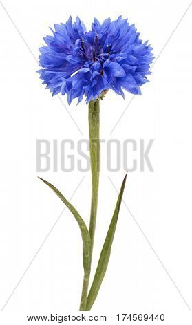 Blue Cornflower Herb or bachelor button flower head isolated on white background cutout
