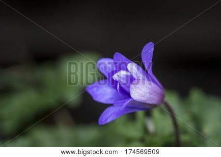 Stunning Blue Wildflower Anemone Blande Flower In Spring Forest