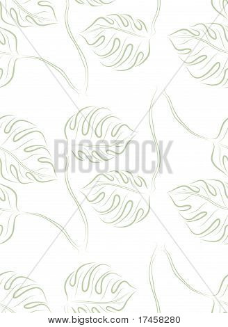 monstera จำแนกออก