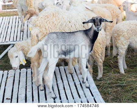 sheep in farm,  sheep and dorset in farm