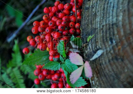 Summer, forest and red berry at the tree ring
