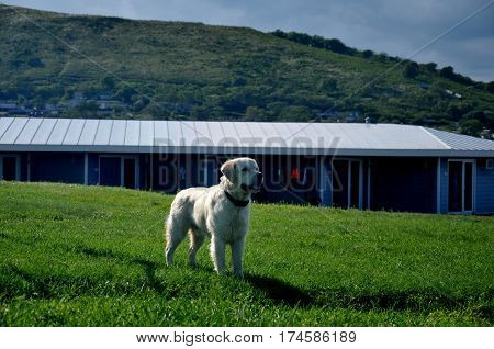 Big and strong Golden Retriver walk at the glade