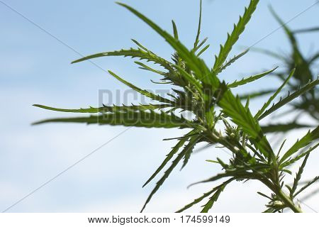 plant with a beautiful landscape plant hemp as an ornamental and medicinal herbs