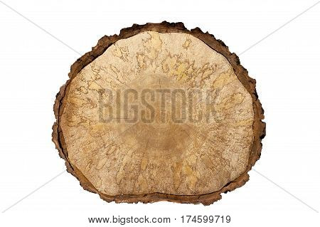 Isolated object. Close-up birch saw cut large with bark on white background. background. It is clearly visible pattern formed wooden fungus.