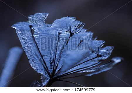 Macro photo of a frozen flower during extreme cold temperature