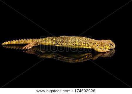 Yellow Uromastyx Lizard on Isolated black reflective background