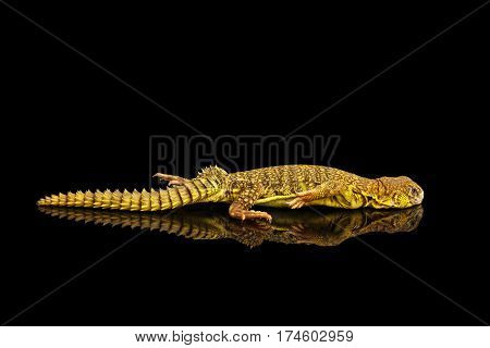 Yellow Uromastyx Lizard on Isolated black reflective background