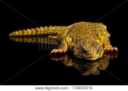 Yellow Uromastyx Lizard on Isolated black reflective background