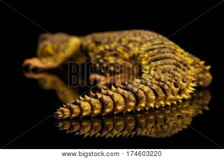 Yellow Uromastyx Lizard on Isolated black reflective background