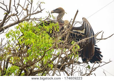 Entire vulture standing tall on top of a tree, extended wings