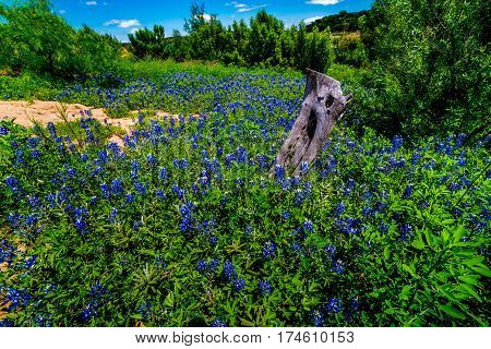 Wide Angle View Of Famous Texas Bluebonnet (lupinus Texensis) Wildflowers
