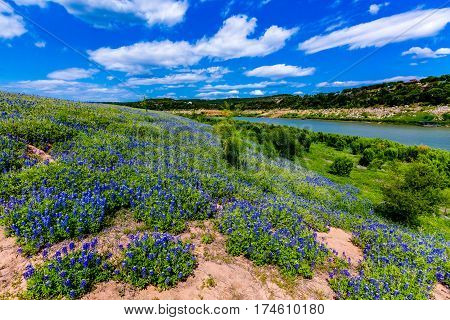 Wide Angle View Of Famous Texas Bluebonnet (lupinus Texensis) Wildflowers