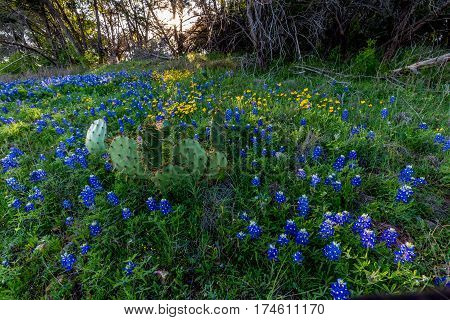 Texas Bluebonnets At Muleshoe Bend In Texas.