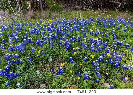 Texas Bluebonnets At Muleshoe Bend In Texas.