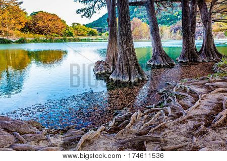Fall Foliage On The Crystal Clear Frio River In Texas.