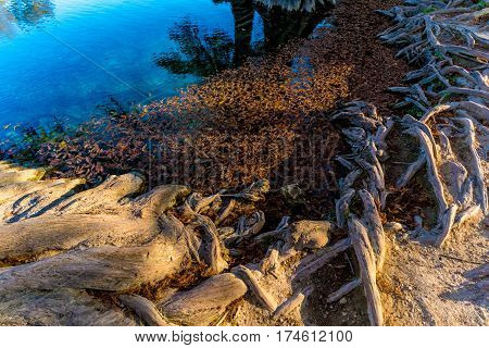 Fall Foliage On The Crystal Clear Frio River In Texas.