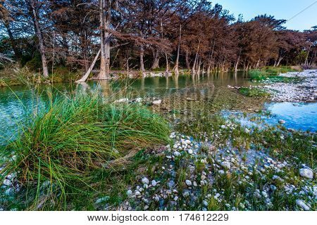 Fall Foliage On The Crystal Clear Frio River In Texas.