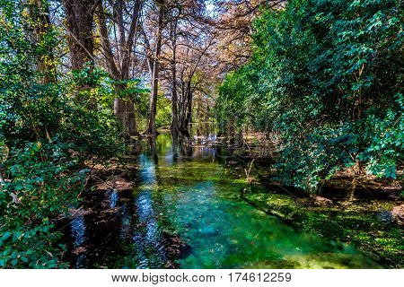 Fall Foliage On The Crystal Clear Frio River In Texas.