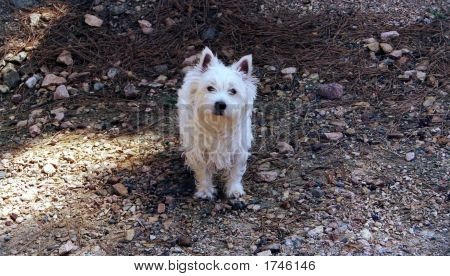 Westie