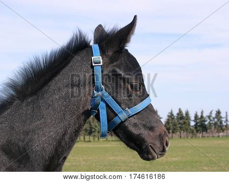 Side view portrait of an adorable young horse. Cute filly posing on the meadow springtime