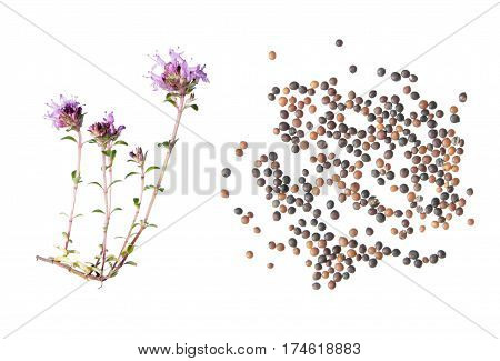 wild thyme (Thymus serpyllum). Flower and seeds isolated on white background