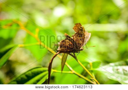 brown nymph butterfly with broken wings resting