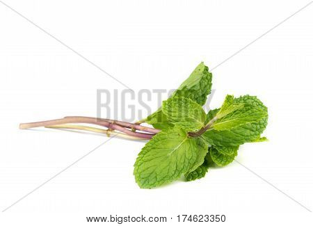 Fresh Peppermint  Leave.