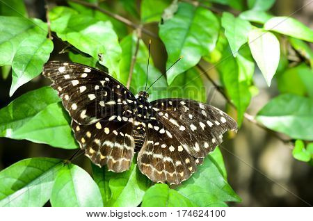 closeup of dotted black and white butterfly resting