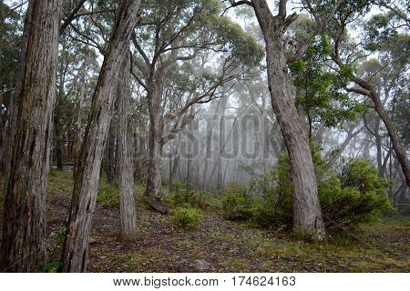 A misty patch of bushland in Australia