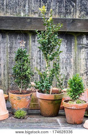 romantic idyllic plant table in the garden with old retro flower pot pots garden tools and plants. Rustic table with flower pots potting soil trowel and plants