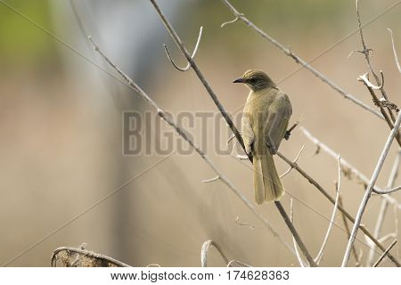 Image of bird (Streak-eared Bulbul; Pycnonotus blanfordi) on the branch on nature background. Wild Animals.