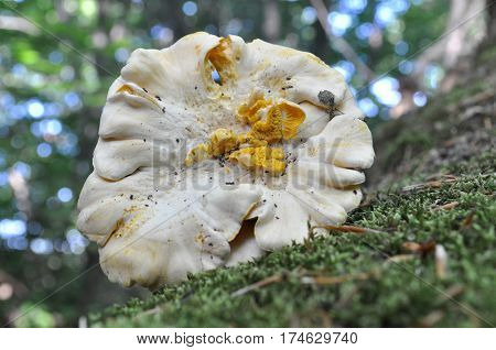 Group of chanterelle mushroom in the wood, CANTHARELLUS CIBARIUS
