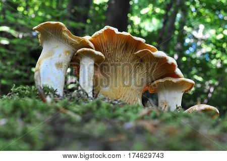 Collecting  chanterelle mushroom in the wood, CANTHARELLUS CIBARIUS