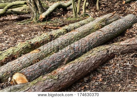 Felled lumber logs in the forest in sunny day