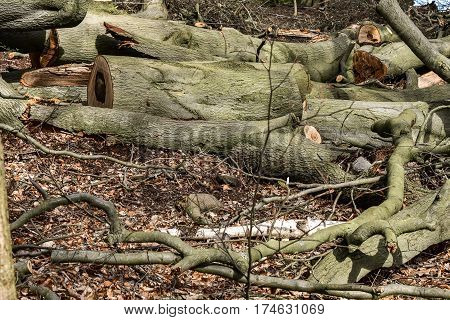 Felled lumber logs in the forest in sunny day