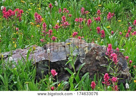 Wildflowrs in the Rocky Mountains of Colorado