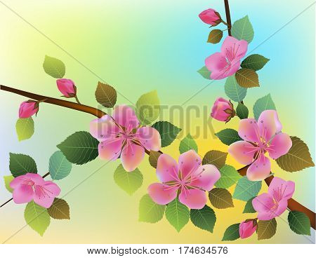 Nature background with blossom branch of pink sakura flowers. Vector template isolated