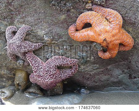 starfish clinging to rocks at low tide