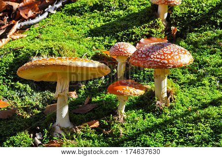 Amanita muscaria family. Group of spotted toadstools in the woods. Fly agaric (Amanita muscaria) toxic and psychedelic mushroom