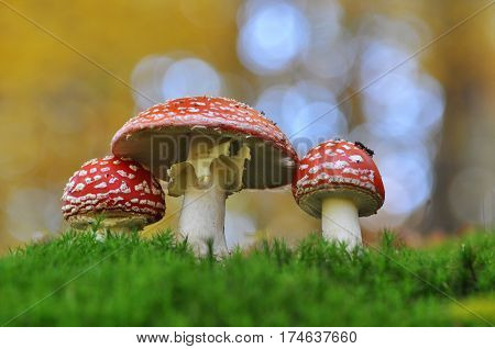 Amanita muscaria family. Group of spotted toadstools in the woods. Fly agaric (Amanita muscaria) toxic and psychedelic mushroom