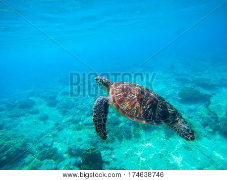 Green turtle swimming in Hawaiian seawater. Sea turtle in wild nature. Sea tortoise diving in blue lagoon. Oceanic animal photo for card or banner. Snorkeling with tortoise. Tropical seashore