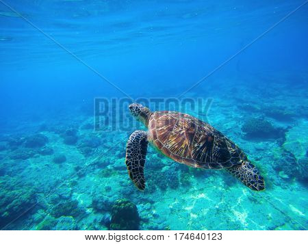 Green turtle swimming in Caribbean seawater. Sea turtle in wild nature. Sea tortoise diving in blue seawater. Oceanic animal photo for card or banner. Snorkeling with tortoise. Tropical seashore